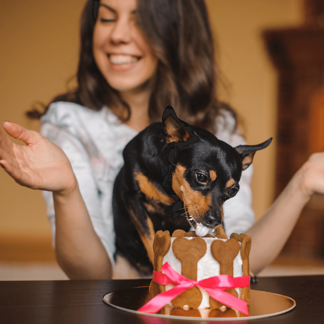 Curso de pastelería canina y felina
